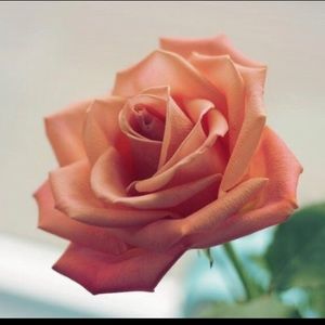 Meet your Posher, Oyuki